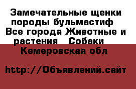 Замечательные щенки породы бульмастиф - Все города Животные и растения » Собаки   . Кемеровская обл.